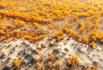 秒出大片！新疆塔里木胡杨林包车游·可选罗布人村寨/沙漠越野【8小时VIP服务，丰富的文化体验，仙境般的自然景观。】
