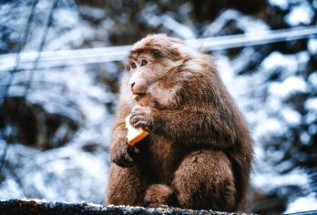 西岭雪山一日游丨成都周边游丨雪景丨滑雪丨云海丨佛光【[品质纯玩]全程纯玩·无购物·不进购物店·无隐形消费+旅游意外险丨全程正规旅游车，保证一人一座】