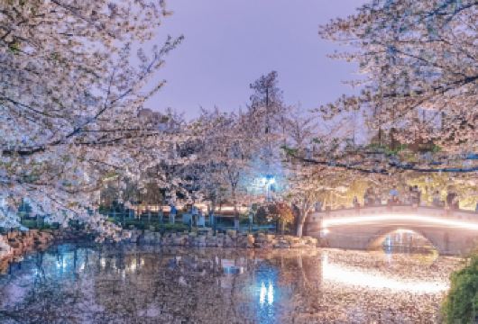 上海野生动物园-欢乐海狮表演-太阳广场-大熊猫馆-百兽山剧场【1单1团·纯玩·专车 上门接送】