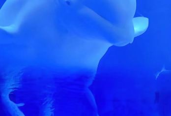 青岛海上观光+跨海大桥+栈桥+八大关+五四广场+小麦岛公园【[产品特色]精致6人小团 一价全含 无自费无购物 更安心】