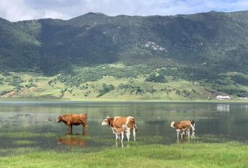 云南丽江山野寻菌&纳西美食文化一日游｜体验挖菌子&扎染体验T【跟随当地向导体验采摘野生菌&当地农家午餐体验/野生菌火锅&扎染体验&白沙古镇/束河古镇二选一探索】