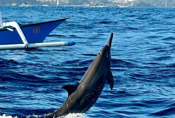 巴厘岛罗威纳追海豚一日游【VIP专车接送+可定制行程】【网红系列[小Red书网红博主力推，无需滤镜张张是大片]】