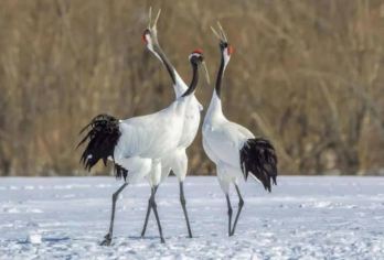 日本北海道-札幌往返-美瑛-富良野-旭川-红叶/冬季必打卡【专业行程定制，精选热门景点，高效游玩不走回头路，贴心服务保障，轻松】