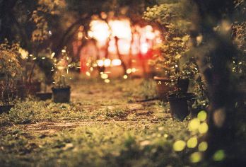 接急单#黄金海岸天宝林山国家公园萤火虫夜游中文讲解定点接送【打卡波利角环海网红打卡地 | 土著文化中心】