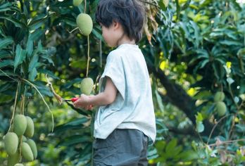 2-6人小团·西双版纳中科院植物园+喃哈水果采摘一日游【[深度纯玩]深度体验景区停留时间≥3小时，确保游客有充裕时间游览景区各种项目】