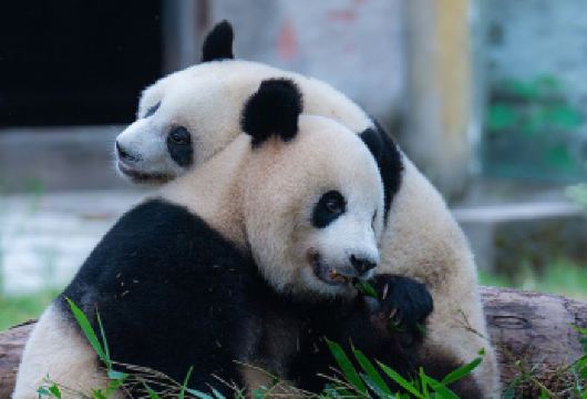 重庆市内一日游：动物园+观音桥+李子坝+长江索道+重庆两江游【[上门接送]主城范围内可上门接送，让出行更舒适又便捷。】
