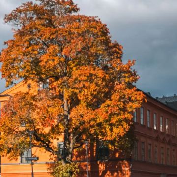 瑞典斯德哥尔摩乌普萨拉+西格图纳双镇一日游【尊享包车定制游】