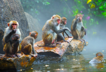 槟榔谷+猴岛一日游【品质出游】