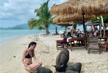 泰国苏梅岛猪岛丹岛浮潜摸猪追粉红海豚出海半日游【在猪岛与猪互动 浮潜观鱼 酒店接送】