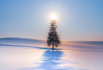 9人小团/巴士团丨北海道旭川美瑛一日游 | 千代田农+圣诞树【[冬日企鹅漫步]旭川动物园的限定萌趣时刻，企鹅列队摇摆前行，每一步都萌化人心】