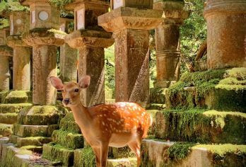 京都奈良经典全景一日游（4-9人小团）【一天之内游遍关西，清水寺&二三年坂&八坂神社&伏见稻荷大社&奈良公园&东大寺】