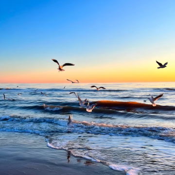 鸽子窝+老龙头一日游·专车接送【家庭·团建·考察·定制】