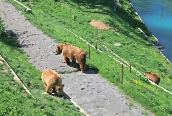 苏黎世【亲子包车一日游】网红打卡：博物馆+熊公园+巧克力之家【苏黎世市区+郊区线路：半日城区，半日郊区】