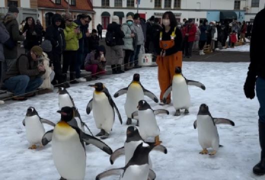 日本小樽登别景点一日游/可札幌富良野美瑛旭川北海道包车-精选【包车一日游，解锁旅行新方式！独立车辆配备经验丰富的老司机，为您量身打造专属行程。】