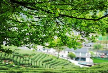 杭州西湖龙井茶文化深度体验 西湖十景+采茶 5KM轻徒步R【九溪烟树：欣赏九溪的自然风光，感受清新的空气和美丽的溪流，适合拍照留念 中英德西意韩日导游】