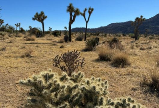 美国凤凰城@约书亚树国家公园-救赎山12h包车【精选老司机】【包车一日游，解锁旅行新方式！独立车辆配备经验丰富的老司机，为您量身打造专属行程。】