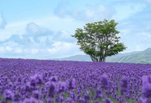 日本北海道美瑛+富良野一日游【中文司机/札幌往返/私家包车】【尊享一对一高端行程定制，多日豪华包车专属礼遇，专业旅行顾问24小时恭候垂询。】