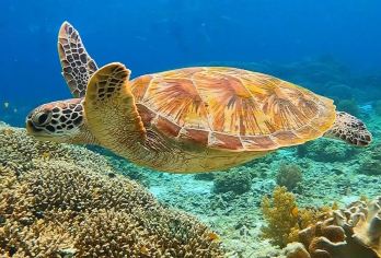 菲律宾杜马盖地出发：APO岛海龟探秘浮潜跳岛游【酒店接送】【APO岛，与海龟同游，随便一拍，就是INS风，处处都是高颜值背景墙，分分钟刷爆朋友圈！】