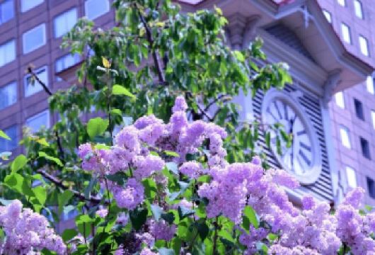 日本札幌+北海道厅旧本厅舍+薄野一日游/行程可调-可定制多日【包车一日游，解锁旅行新方式！独立车辆配备经验丰富的老司机，为您量身打造专属行程。】