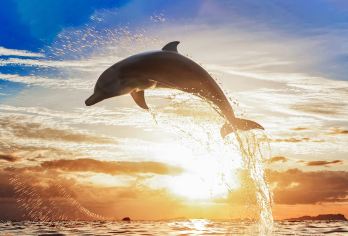巴厘岛罗威纳追海豚一日游可选乌布皇宫火山越野车滑翔伞漂流【[野生海豚]日出时分罗威纳海域，野生精灵追逐嬉戏好不热闹】