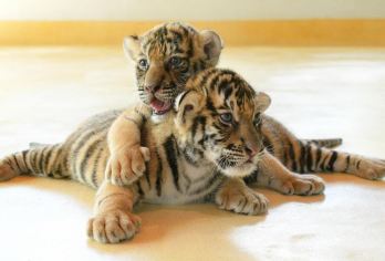 【私家小包团】普吉老街+查龙寺+摸老虎+神仙半岛日落之旅【打卡拍美照 | 不用早起 睡到自然醒 | 无需自行规划路线】