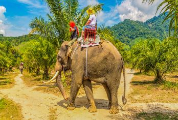 野象谷+西双版纳原始森林公园一日游【纯玩无购物/含中餐】【本社团队均为舒适大巴车，每人一正座保证您的舒适感，空间大，座位舒适，体验过的乘客一致好评】