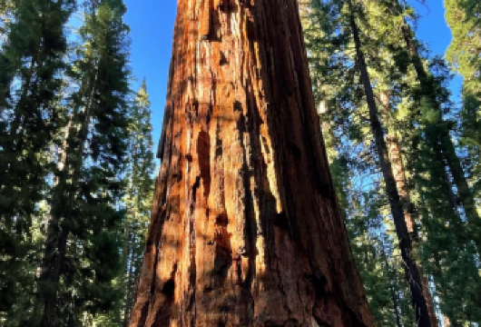 美国西岸自然奇观 | 洛杉矶至巨杉国家公园包车游｜中文服务【洛杉矶酒店/民宿上门接载，免去奔波，直达巨杉国家公园，轻松开启自然之旅。】