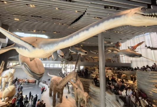 上海自然博物馆人工讲解2.5小时精品小团（不含门票）【精品小团人工讲解2.5小时左右】