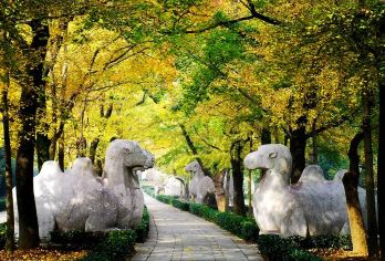 【私家团·明朝梦华】明孝陵/大报恩寺/中华门明城墙一日含车导【一单一团，独立成团，精选景点，专职导游讲解，含门票及用车】