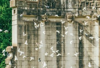 赠送梧桐大道旅拍+无限次景交+钟山风景区一日活动【赠送梧桐大道旅拍，闪途漫镜】