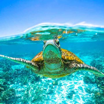 含上岛费！普吉岛斯米兰一日游 闪电七号/梦想家号可选出海浮潜