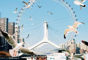 天津老码头+意大利风情区古文化街+瓷房子一日游【滨海看海鸥】【[各种玩法]老码头看海鸥，各大景点打卡】