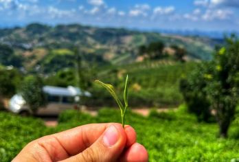 亲手传承：茶梯田与永恒工艺【在翠绿的梯田中亲手采摘明青茶叶，在漓江的喀斯特景观中品茶，掌握手工煎茶技术。 在非遗大师的指导下绘制自己的丝绸扇面，将水墨艺术与桂林诗意山水融为一体。 见证并拍摄漓江标志性的画卷】
