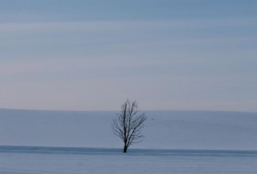 日本北海道旭川美瑛｜白须瀑布｜孤独圣诞树｜札幌往返｜中文专车【尊享一对一高端行程定制，多日豪华包车专属礼遇，专业旅行顾问24小时恭候垂询。】