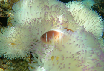 【红河之旅】乘坐快艇私人海上之旅，游览4个岛屿【私人快艇体验，行程灵活，人少清静，提供个性化服务，是家庭或私人团体的理想之选。 游览南部 4 个美丽的岛屿，在 Gam Ghi（或 Buom）小岛享受浮潜，并在 May Rut Trong 和 May Rut Ngoai 放松、游泳和休闲。 非常适合寻求乐趣和放松的情侣、家庭和团体。】