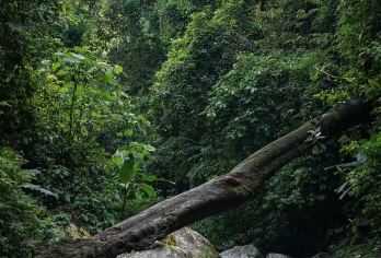 勐远仙境一日游【雨林穿越-悬崖咖啡丨2-8人小团-上门接送】【西双版纳有100多条雨林徒步线路，在联合国保护区、政府特许经营的合法线路，只有勐远仙境1条】