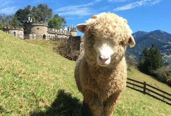日月潭+清境农场一日游【台中市区饭店接送】【带领您前往到台湾必定要去一回的全球著名景点日月潭，乘船畅游日月潭，置身山湖美景之间】