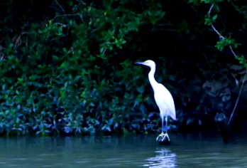 广东江门三十三墟街+小鸟天堂+中国侨都华人博物馆包车1日游【品质出游】