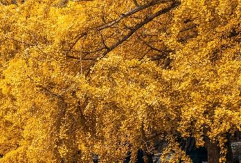 染江南丨探访“东南佛国”天童寺禅意，金黄色银杏、竹林古道【素斋，这条10公里环线全囊括！】