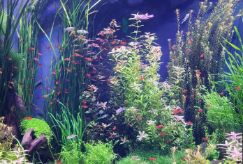 美国亚特兰大-佐治亚理工学院-植物园【中文专车-惬意舒适】【中文专车出行，行程自己定义，无需等待，专属贴心服务，尽享惬意旅程】