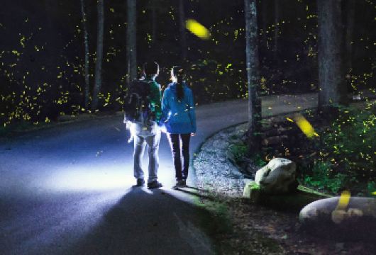 仙本那红树林一日游丨偶遇长鼻猴丨浪漫夕阳美景丨梦幻萤火虫【原生态的红树林保护区】