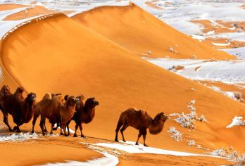 从呼和浩特到库布齐沙漠的一日私人包车之旅【广袤的金色沙丘在蔚蓝的天空下绵延不绝——您的私人四驱车将带您进入这片沙漠仙境！ 您的移动空调绿洲：乘坐舒适的车辆，享受从呼和浩特酒店到您家门口的接送服务，轻松畅游沙漠。 轻松欣赏日落美景：私人交通确保您能悠闲地欣赏沙丘由金色变为深红色的壮丽景象。】