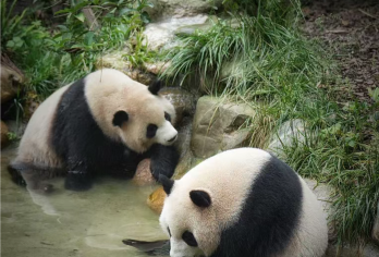 都江堰熊猫谷半日游【蜀小匠2H趣味讲解+不含门票】【深度讲解熊猫习性，专业导游揭秘大熊猫行为奥秘，带您了解圈养与野化放归的趣闻】