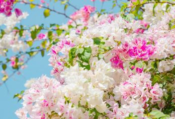 甘坑古镇+仙湖植物园+中英街+大梅沙深圳一日游【[深圳全景]自然风光+都市景观+人文赏景，畅享无忧旅行】