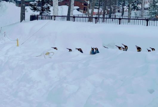 日本旭川札幌-美瑛青池富良野/可小樽登别北海道包车-精选【包车一日游，解锁旅行新方式！独立车辆配备经验丰富的老司机，为您量身打造专属行程。】