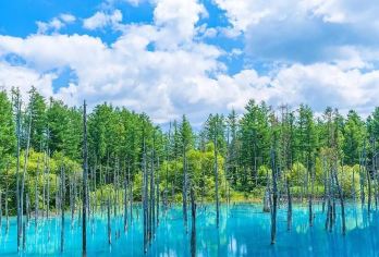 日本旭山动物园+青池+白须瀑布一日游【北海道网红圣诞树】【网红圣诞树】