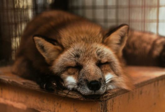 日本仙台+狐狸村+藏王连峰+御釜+银山温泉【 包车酒店接送】【司机+管家贴心服务+酒店专车接送】