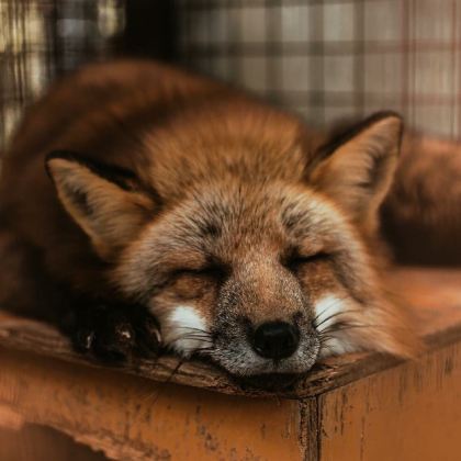 日本仙台+狐狸村+藏王连峰+御釜+银山温泉【 包车酒店接送】