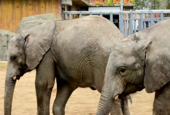 淹城野生动物世界+车接车送+导游讲解【10人小团】【私家小团无人打扰】