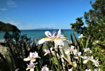 新西兰奥克兰 罗托鲁瓦-蓝泉-陶波湖 可定制南北岛包车【专属客服和本地中文司机，一家一团包车】